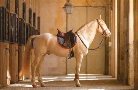 hermes tayakadın reviews|Hermes saddles.